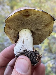 Suillus brevipes