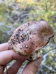 Suillus brevipes