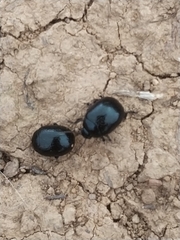 Chrysolina haemoptera