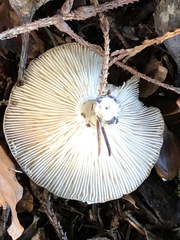 Lactarius flexuosus