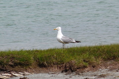 Larus argentatus mongolicus