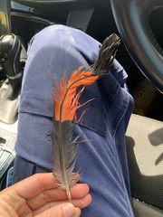 Calyptorhynchus lathami