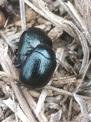 Chrysolina haemoptera
