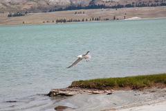 Larus argentatus mongolicus