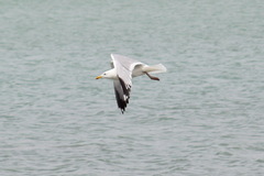 Larus argentatus mongolicus