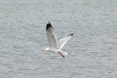 Larus argentatus mongolicus