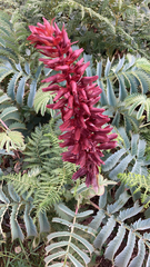 Melianthus major