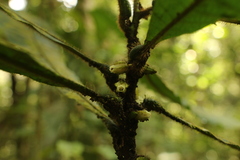 Delpydora macrophylla