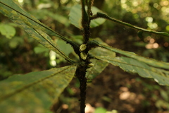 Delpydora macrophylla image