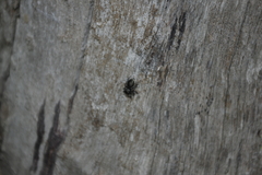 Zenodorus orbiculatus