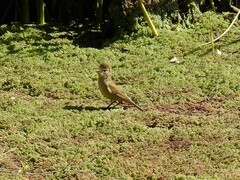 Acrocephalus australis