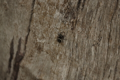 Zenodorus orbiculatus