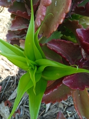 Gloriosa superba