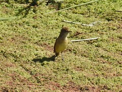 Acrocephalus australis