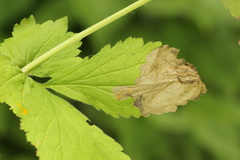 Metallus lanceolatus