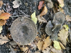 Lactarius turpis