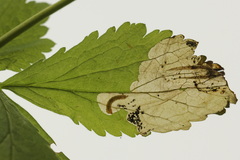 Metallus lanceolatus