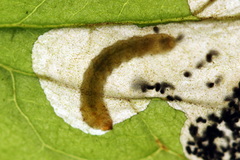 Metallus lanceolatus