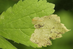 Metallus lanceolatus