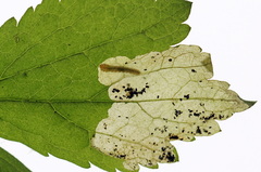 Metallus lanceolatus