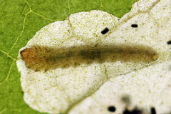 Metallus lanceolatus