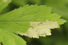 Metallus lanceolatus