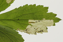 Metallus lanceolatus