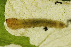 Metallus lanceolatus