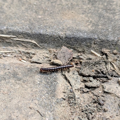 Orthomorphella pekuensis