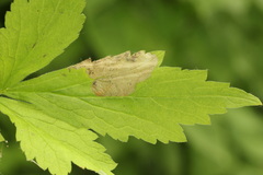 Metallus lanceolatus