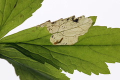 Metallus lanceolatus