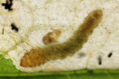 Metallus lanceolatus