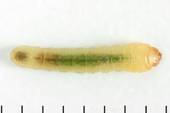 Metallus lanceolatus