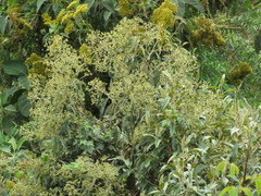 Critoniopsis bogotana