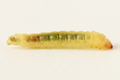 Metallus lanceolatus
