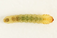 Metallus lanceolatus