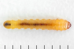 Metallus lanceolatus