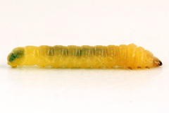 Metallus lanceolatus