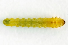Metallus lanceolatus