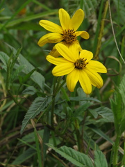 Bidens rubifolia