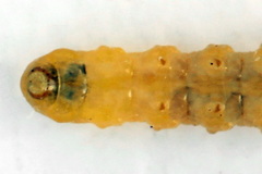 Metallus lanceolatus