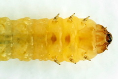 Metallus lanceolatus