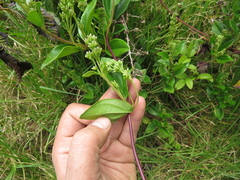 Valeriana clematitis