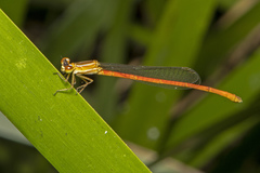 Argiocnemis rubescens