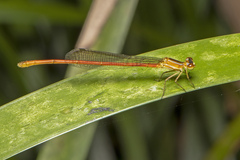 Argiocnemis rubescens
