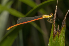 Argiocnemis rubescens