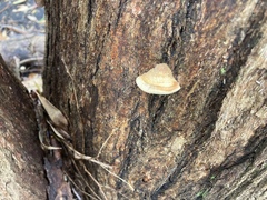 Laetiporus portentosus