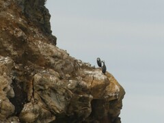 Phalacrocorax punctatus punctatus