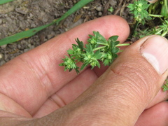 Alchemilla aphanoides