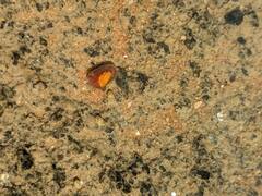 Ostracoda